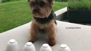 9gagThe smartest girl - 🎥@swissyorkie - #9gag #guessthecup #yorkie #swiss