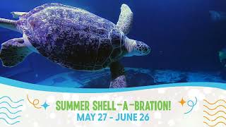 Its a Summer Shell-A-Bration! 🐢 @AdventureAquarium
