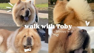 Cute chow chow walking compilation