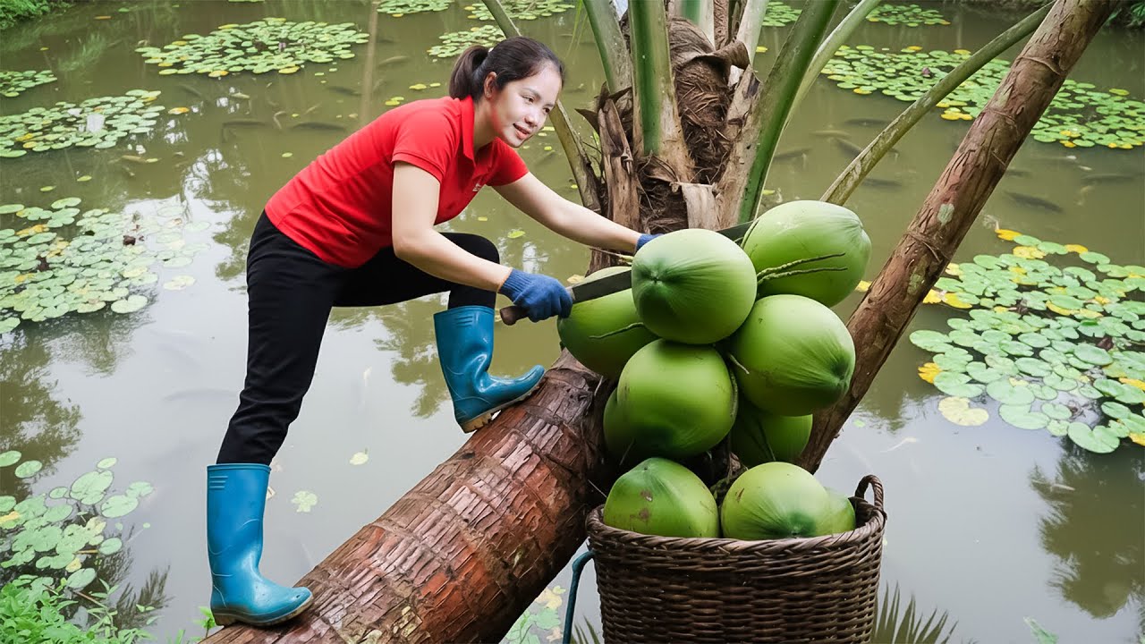 Harvesting 1000+Kg Wild Coconut Goes To Market Sell, Rowing a Boat to Feed the Fish