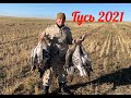 Охота на гуся в Казахстане, Акмолинская область, Сентябрь 2021 год