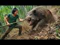 Repair Firewood Shelter, Harvest Bamboo Shoots & Track Wild Boars for Survival