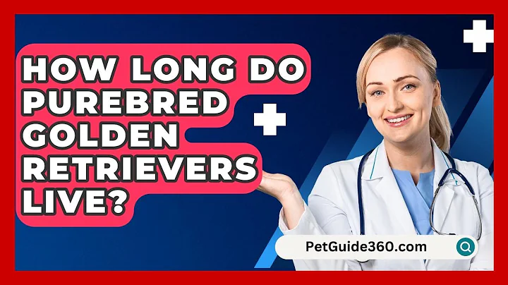 How Long Do Purebred Golden Retrievers Live? - PetGuide360.com