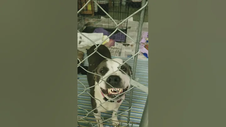 Berkley the smiling dog.