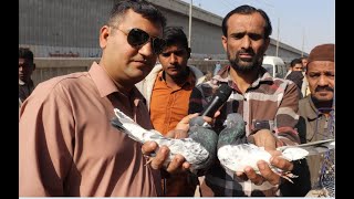 Pigeon Lalukhait Market Sunday Video Latest Update 29-12-19 in Urdu/Hindi.