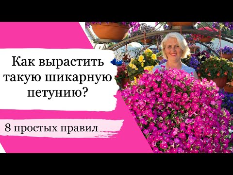 Видео: Выращивание петуний: советы по уходу за петуниями