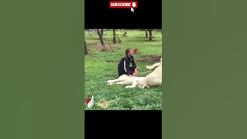 UNBELIEVABLE! Tiger Saves Zookeeper from Leopard Attack 😱🔥#shorts #attack #save