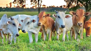 Suara sapi lembu memanggil kawan untuk pulang ke kandang - Bunyi sapi Lembu berkeliaran di ladang