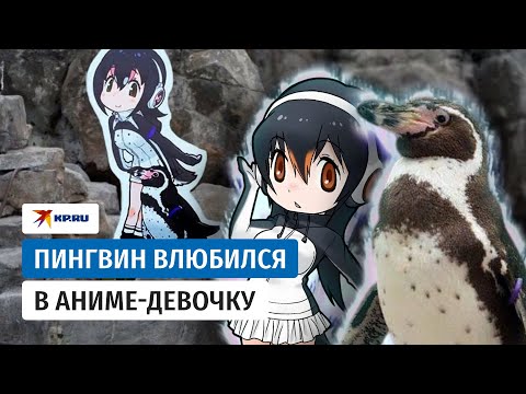 Одинокий пингвин полюбил картонную девочку из аниме