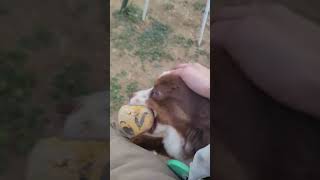 Playing with larmie the mini aussie.
