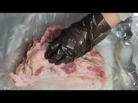 豚の頭をひたすら除肉する