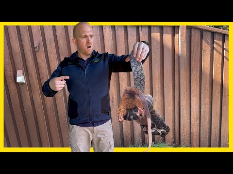 BIG SNAKE STRANGLES POSSUM!!