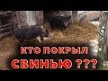 Кто покрыл свинью? Нестыковка в китайском свиноводстве