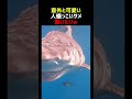 サメの意外と可愛い一面6連発
