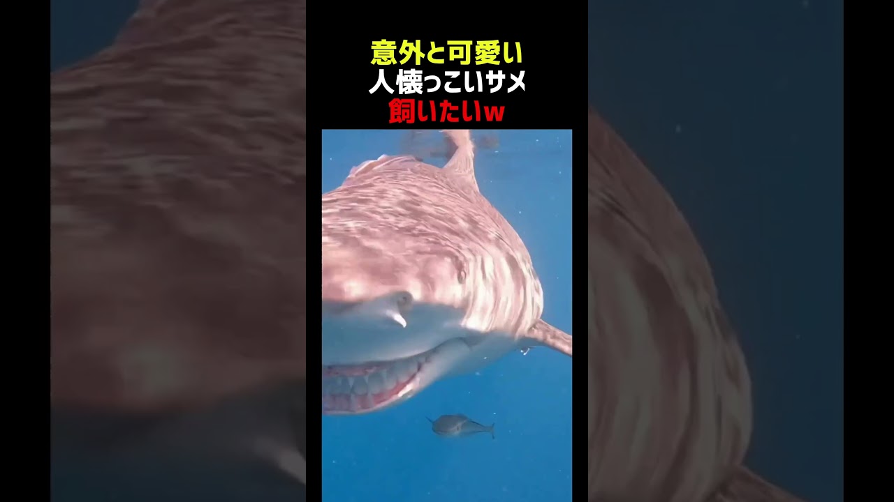 サメの意外と可愛い一面6連発