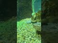 Mystical Turtle  🐢 Roaming
