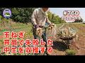 【玉ねぎ・中生】 第760話、育苗で失敗した小さな苗が大きな球になってきた。べと病が出てきたので急遽収穫する。#オーガニック栽培 #家庭菜園 #農業VLOG