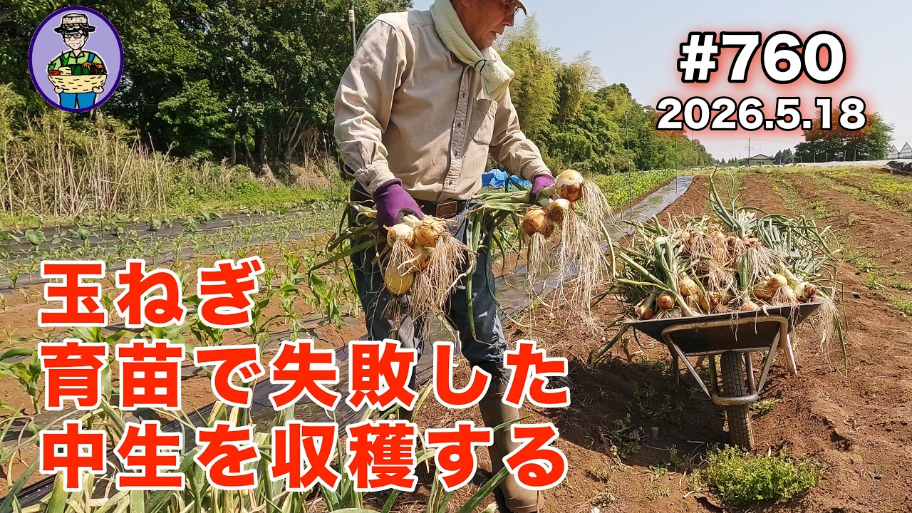 【玉ねぎ・中生】 第760話、育苗で失敗した小さな苗が大きな球になってきた。べと病が出てきたので急遽収穫する。#オーガニック栽培 #家庭菜園 #農業VLOG