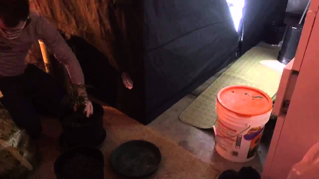 Transplanting clones time lapse