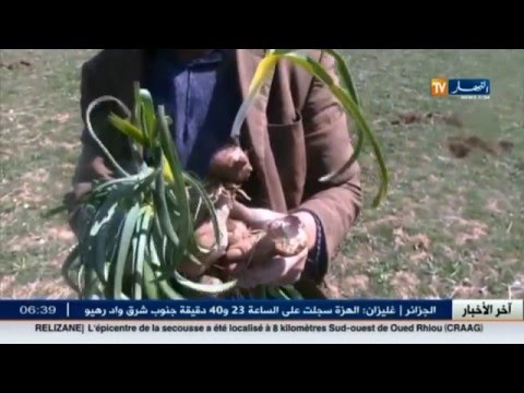 فيديو: رعاية بصل البراري - زراعة بصل البراري البري في الحديقة