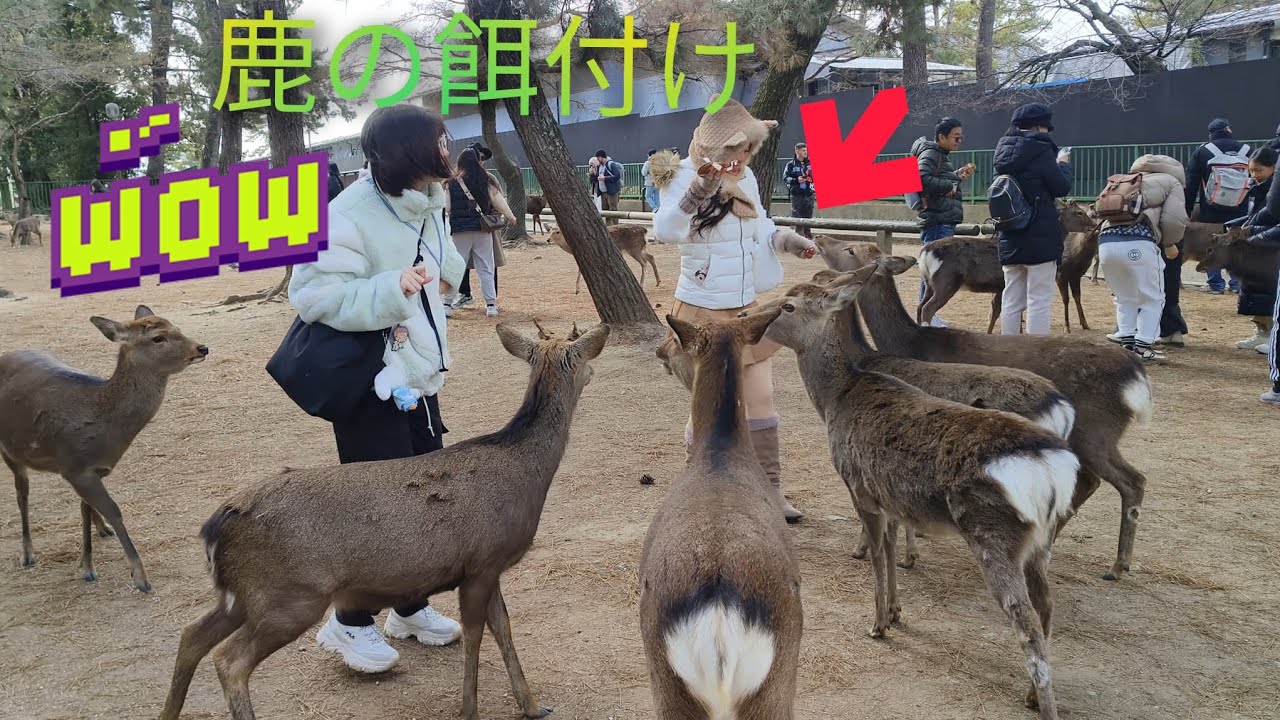 外国人が鹿と戯れながら食べる奈良公園大好き Nara deer park 🦌🦌❤️❤️💖💖