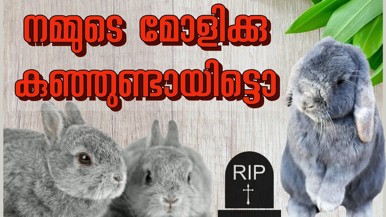 Rabbit farm in kerala | natural method of breeding rabbit - YouTube