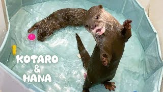 カワウソコタローとハナ　初めて一緒のプールに入る　Otter Kotaro&Hana Take a Bath Together