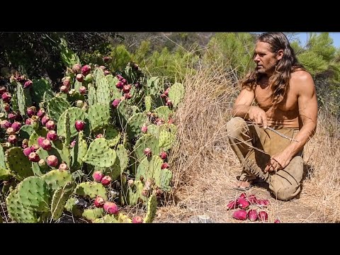 Video: Përfitimet e Pemës Mesquite: Mësoni rreth Përdorimeve të ndryshme të Pemëve Mesquite