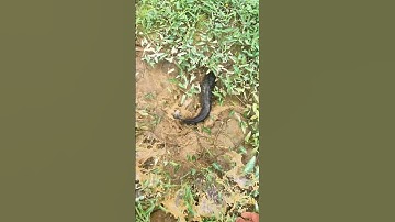 Cá Lóc Khổng Lồ So Với Cá Lóc Thông Thường - Giant Snakehead Compared to Common Snakehead