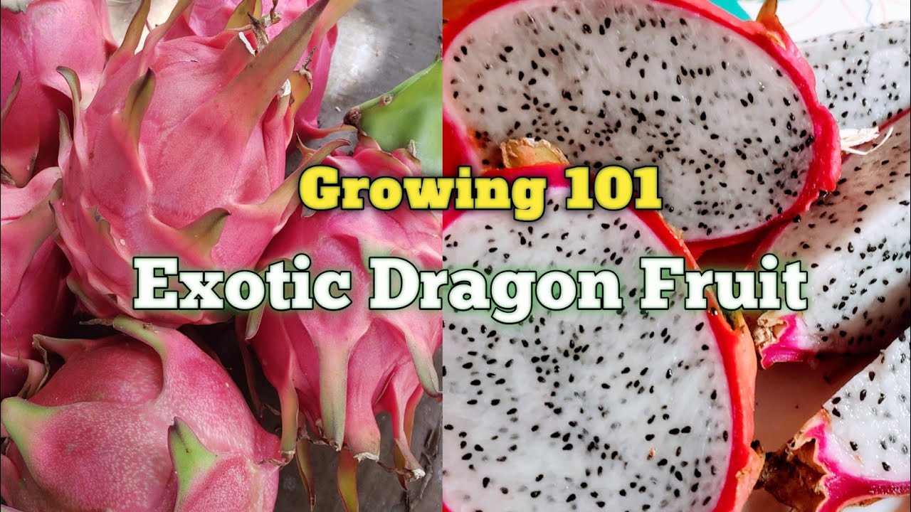 How to Grow Dragon Fruit Easy ( Tropical Garden ) YouTube