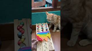 marble Run Race ASMR #217 Wooden Wave Course ColorfulMarbles #marblerun #marblerunrace#asmr#cute#cat