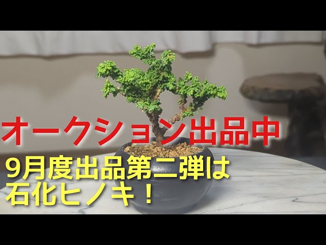 オークション出品中9月度出品第二弾は石化ヒノキ！ - YouTube