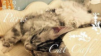 ねこカフェ Youtube