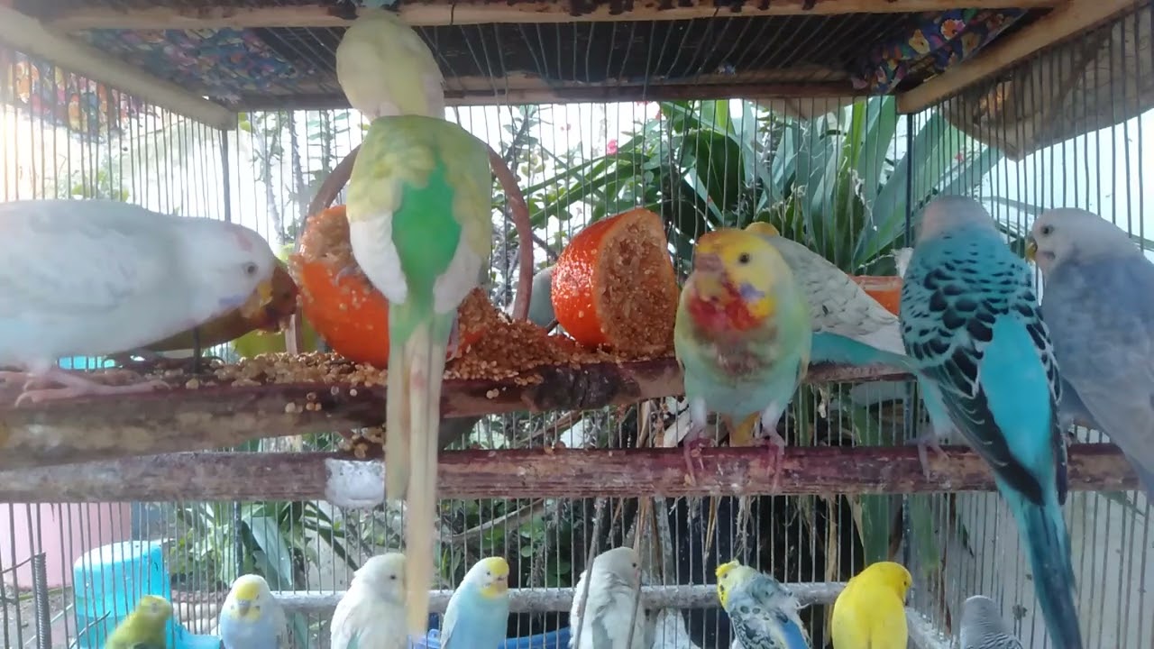 Visuelle vidundere Fugler som gnistrer 🌈 