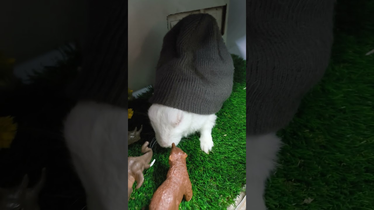 0566 Rabbit pet video