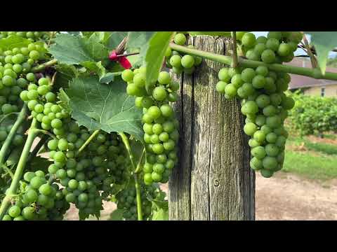 July Vineyard Update