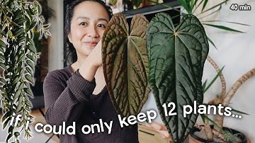 my perfectly curated *tiny* plant collection 🪴