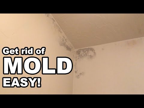 Video: How to get rid of mold in the bathroom: ways and means