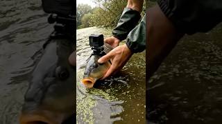ANIMAL POV: First-Person Fish Swimming in Wild Pond 🌊