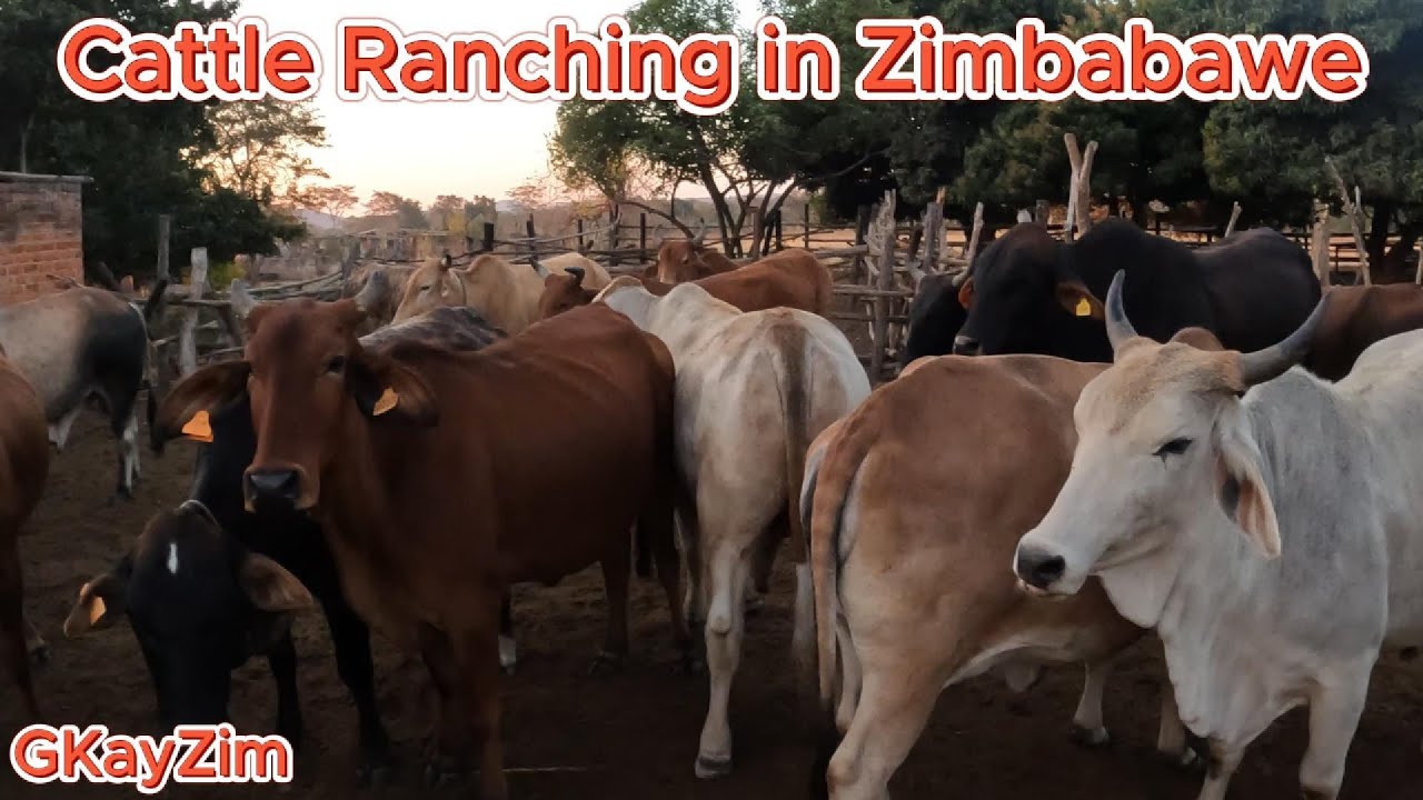 Cattle Ranching on a farm in Chinhoyi Zimbabwe 🇿🇼 #zimbabwe #chinhoyi##africa #ranching #cattle