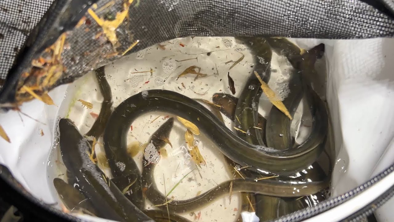 【うなぎ釣り】味をしめて、大うなぎを狙います。　japan eel fishing