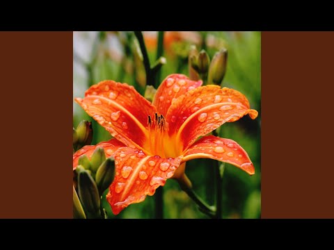 Sonidos De Lluvia: Música Relajante Para Dormir