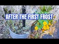 Zone 8a First Frost | What Survived, What Didn’t, and Garden Surprises After the Freeze