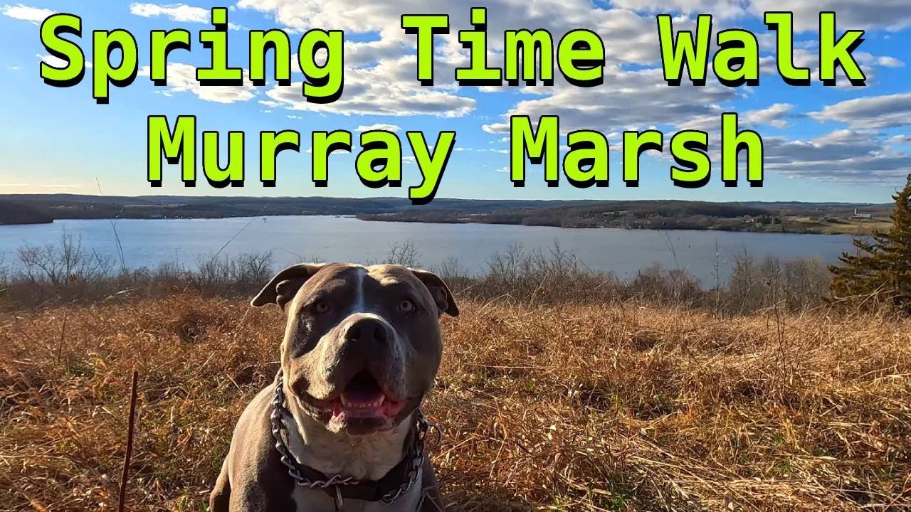 Murray Marsh 4K Sunny Spring Walk