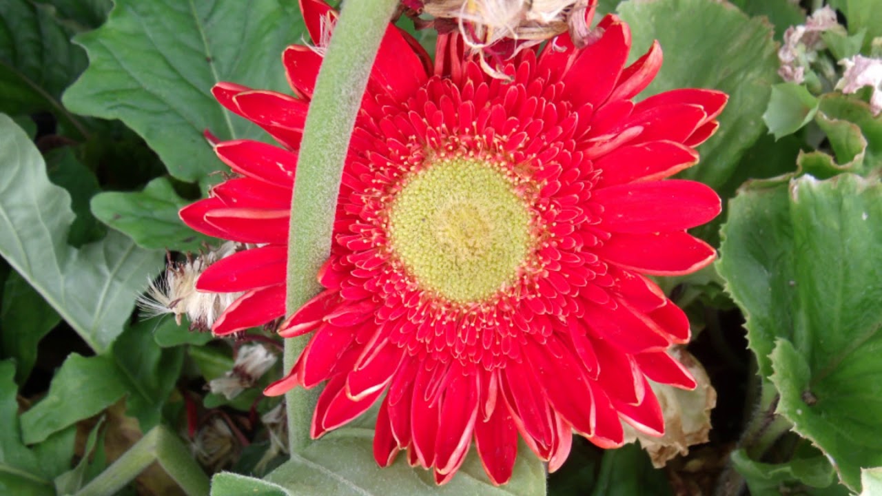 Rite Aid Garden Flowers (Summer 2018) YouTube