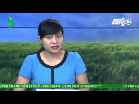 Video Điều trị cho vịt bị khô chân, xù lông, xã cánh - youtube