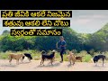 ప్రతి జీవికి ఆకలే నిజమైన శత్రువు ఆకలి లేని చోటు స్వర్గంతో సమానం || feeding stray dogs || 🙏🥺