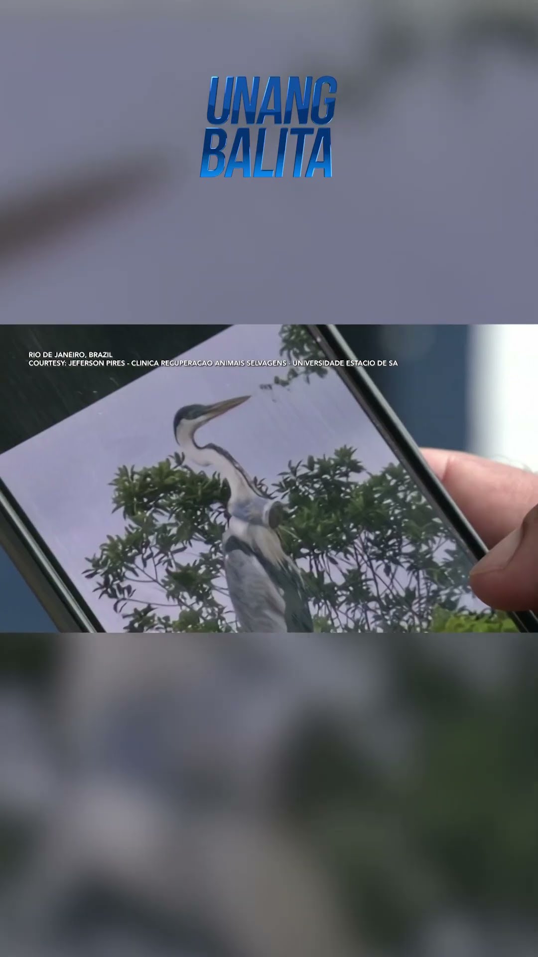Plastic cup, bumara sa lalamunan ng isang heron #shorts | Unang Balita