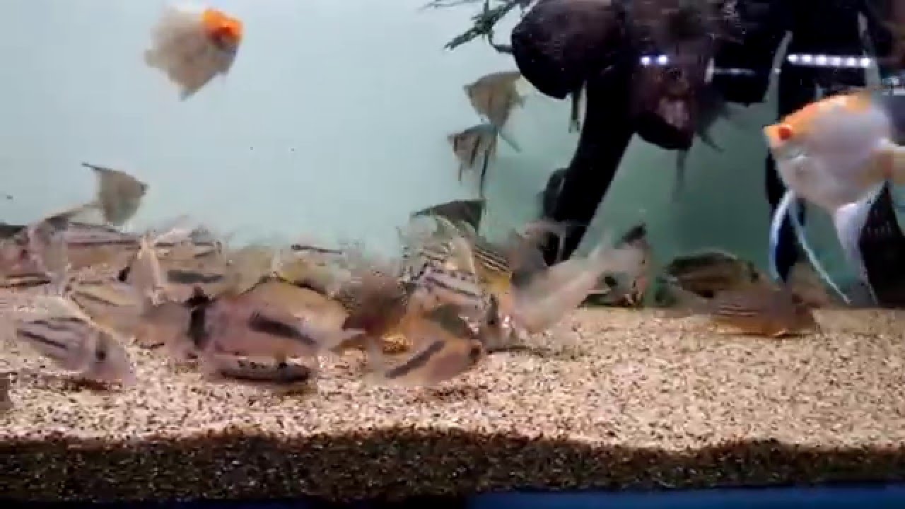 ａｑｕａ ｆ東京店より 90 コリドラス水槽 Youtube