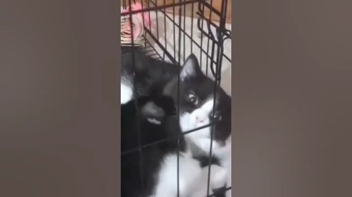 Watch the video about Cat alaiparaigal 20 #cat #animallovers #persian #catlovers #pets #funny #kitten soro the cat